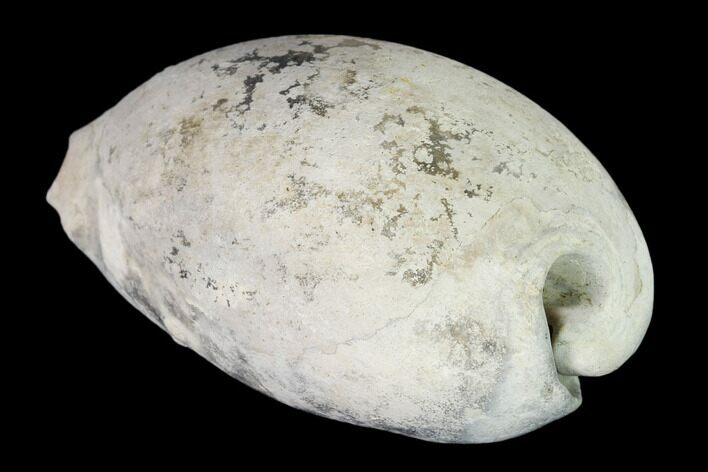 Pliocene Cowry Gastropod (Siphocypraea) Fossil - Florida #148568
